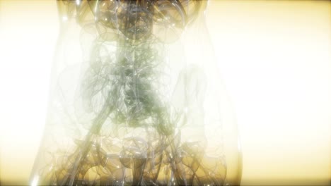 Röntgenbild-Des-Menschlichen-Körpers